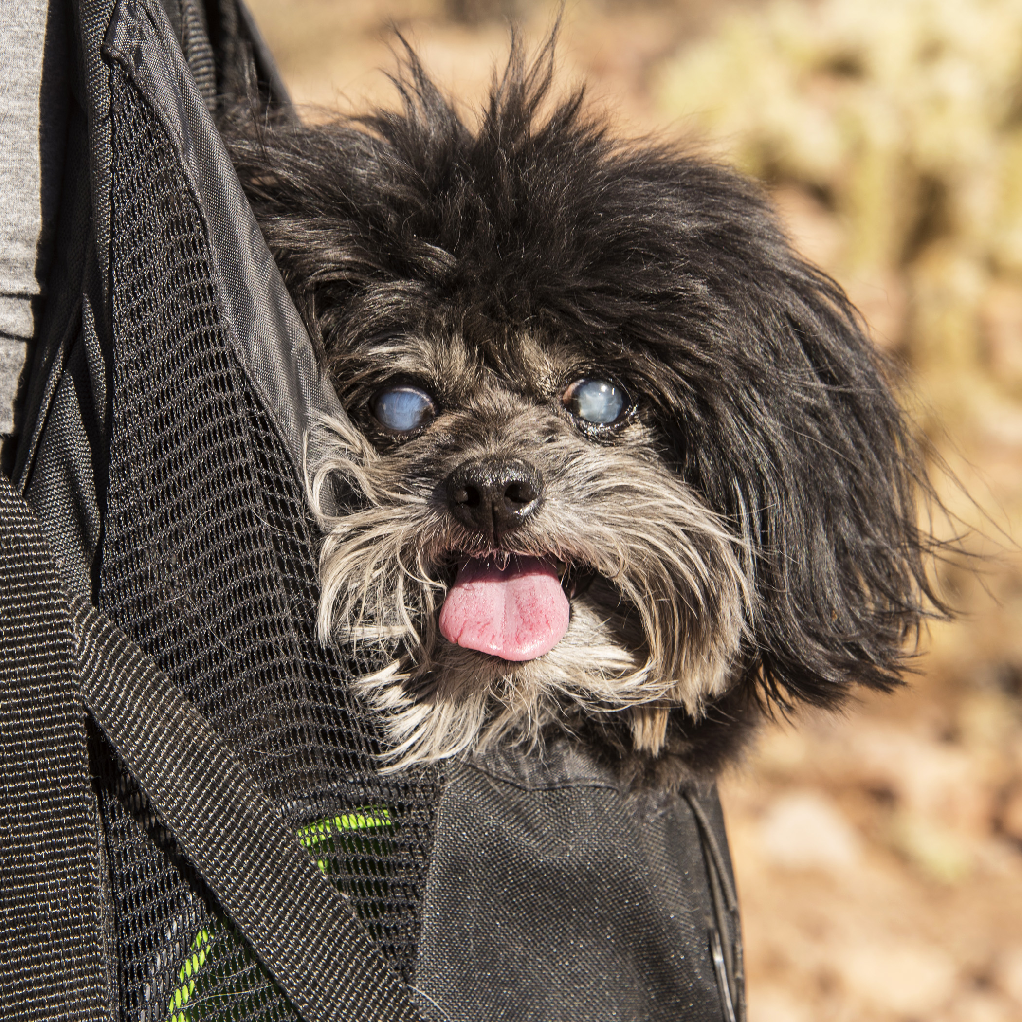  Another successful backpack trip, Mom! Despite all of your missteps and bobbles we both made it up and down the mountain in one piece. Sometimes I have to wonder. 