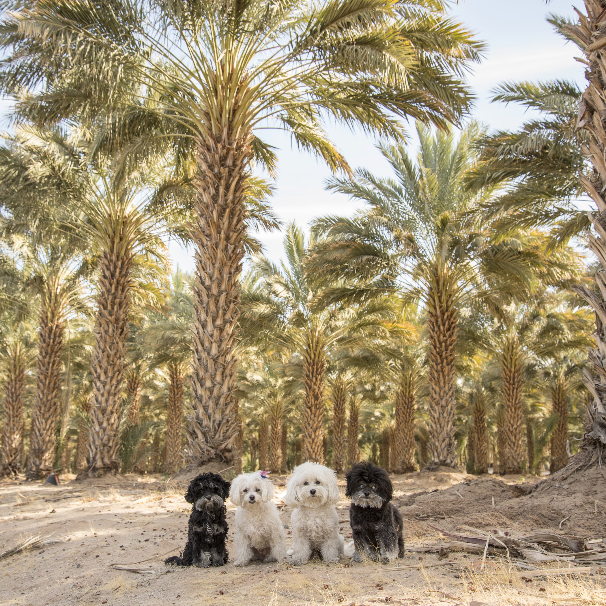  The point of Road Trippin'&nbsp;isn’t just to get from Point A to Point B as fast as possible, it’s to enjoy the journey along the way. We take full advantage of that, making frequent stops! Like at this Date Farm in Yuma, AZ! 