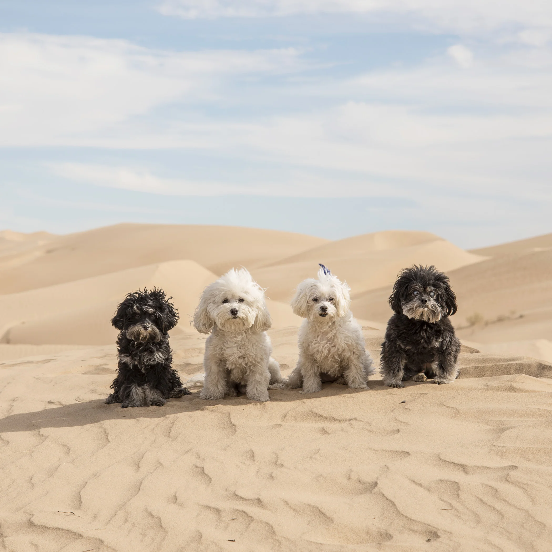  Nothing like burning some energy at the Sand Dunes! We posed for this photo and then took off running…needless to say, we slept the entire rest of the drive to San Diego! 