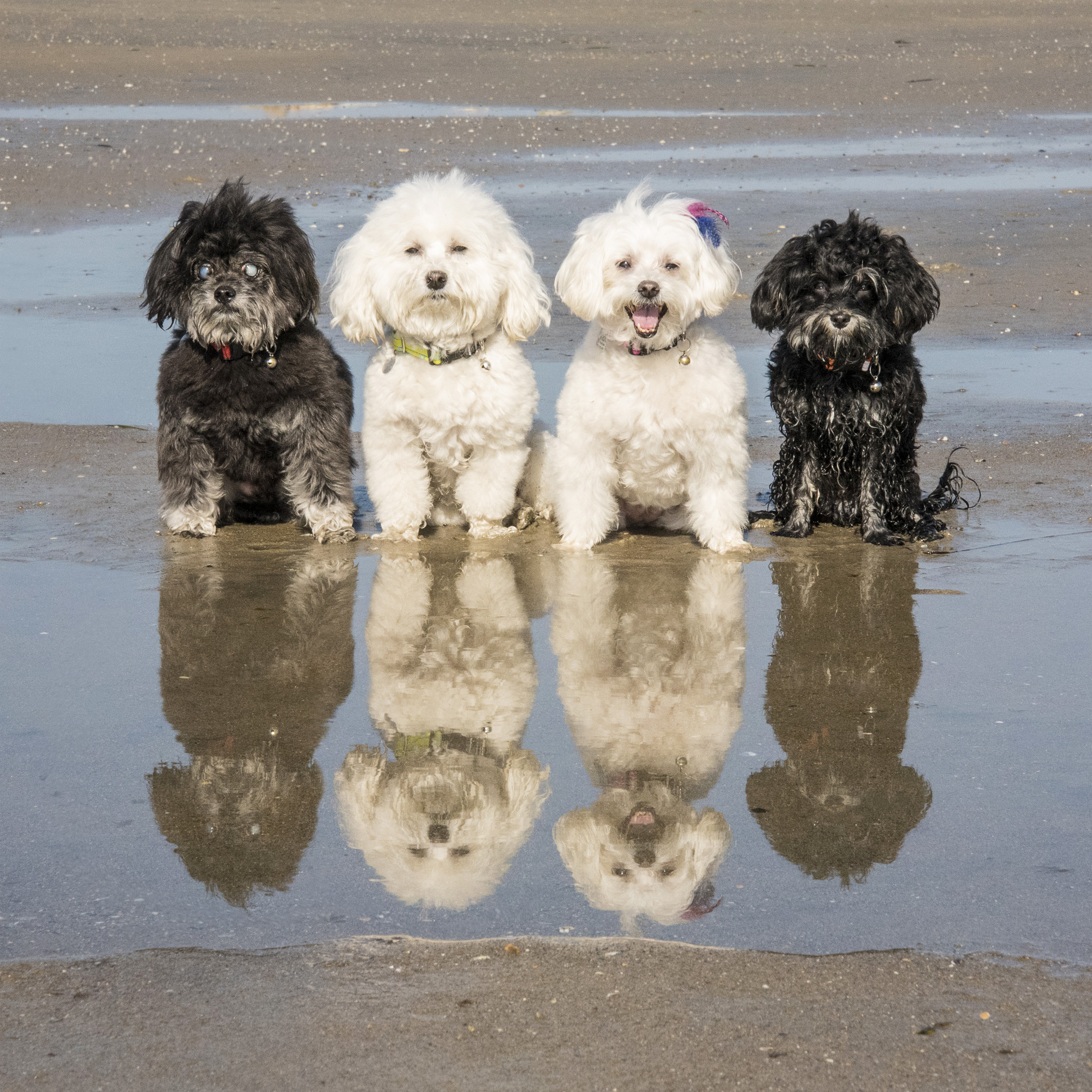  It’s pretty obvious who’s all about the posing and who just wants to be off playing! Oh, Pebbles! 