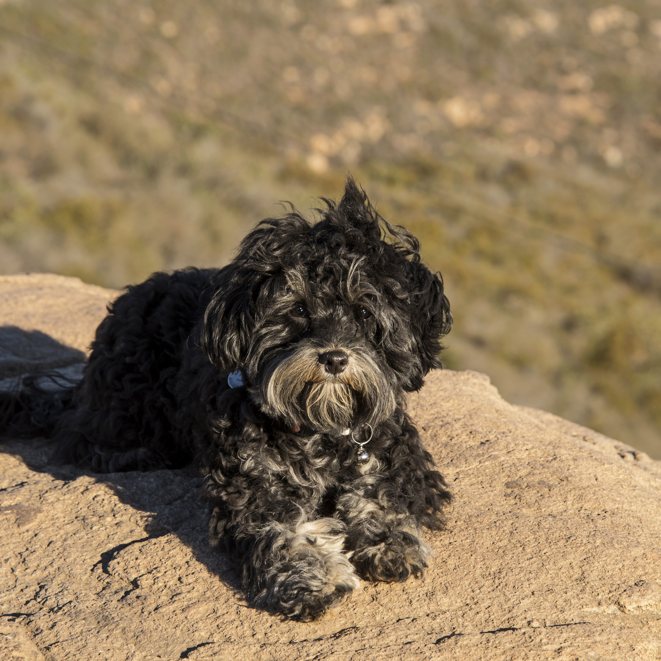  Danger, what danger? Just because I’m lying on the edge of the highest peak in San Diego…don’t be silly, Mommy! 