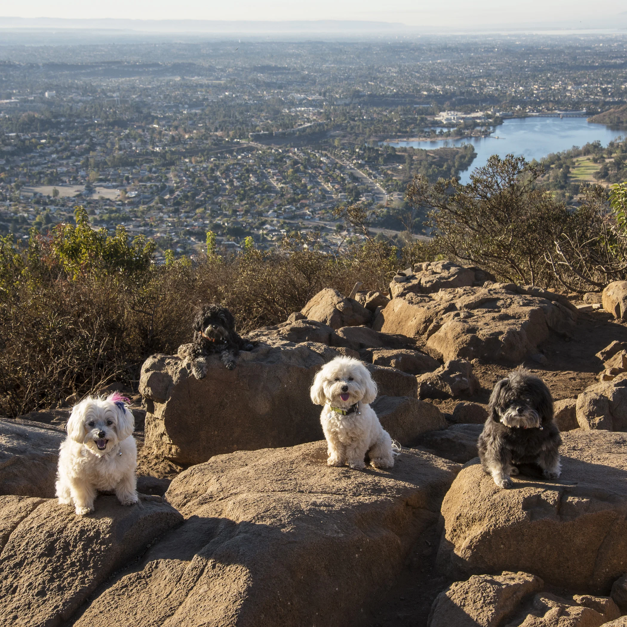  No adventure would ever be complete without a mountain hike! Whew, it was a steep one, but we made it to the top of Cowles Mountain. Everyone we passed was so impressed by our athletic toughness! 