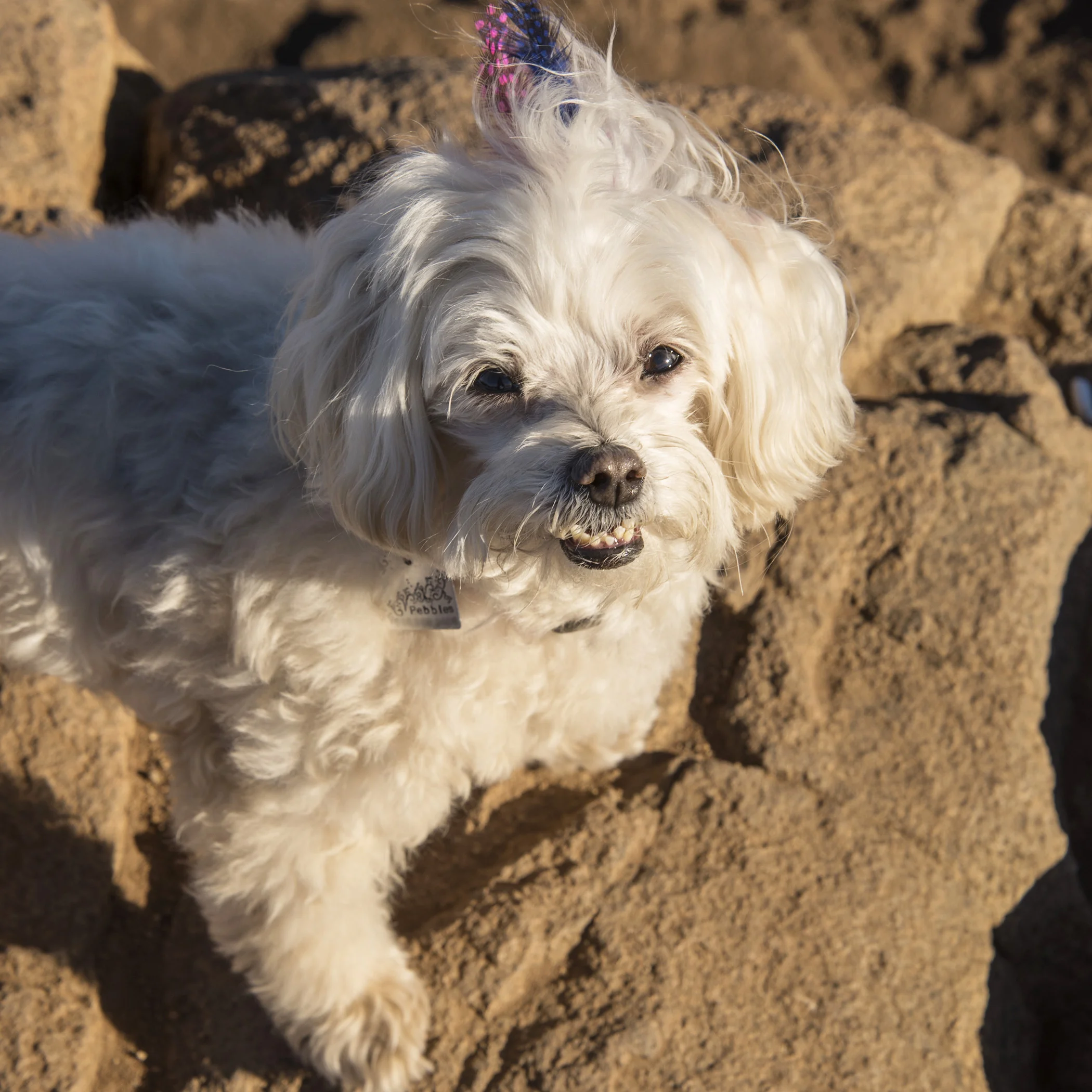  It’s easy to forget that I’ll be turning 12 next year. I’m as quick and nimble as my baby brother when it comes to hiking to the top of the highest peak in San Diego! 