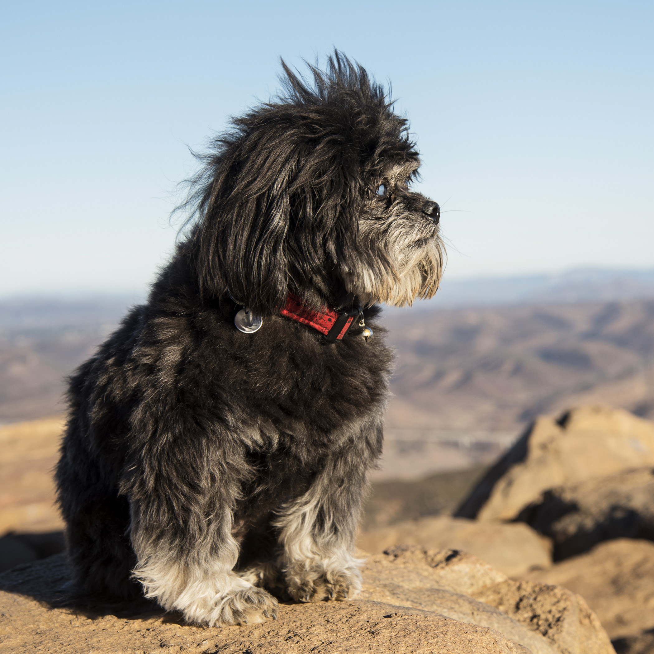  There is nothing more serene than Master Yogi Benji on the top of Cowles Mountain. 