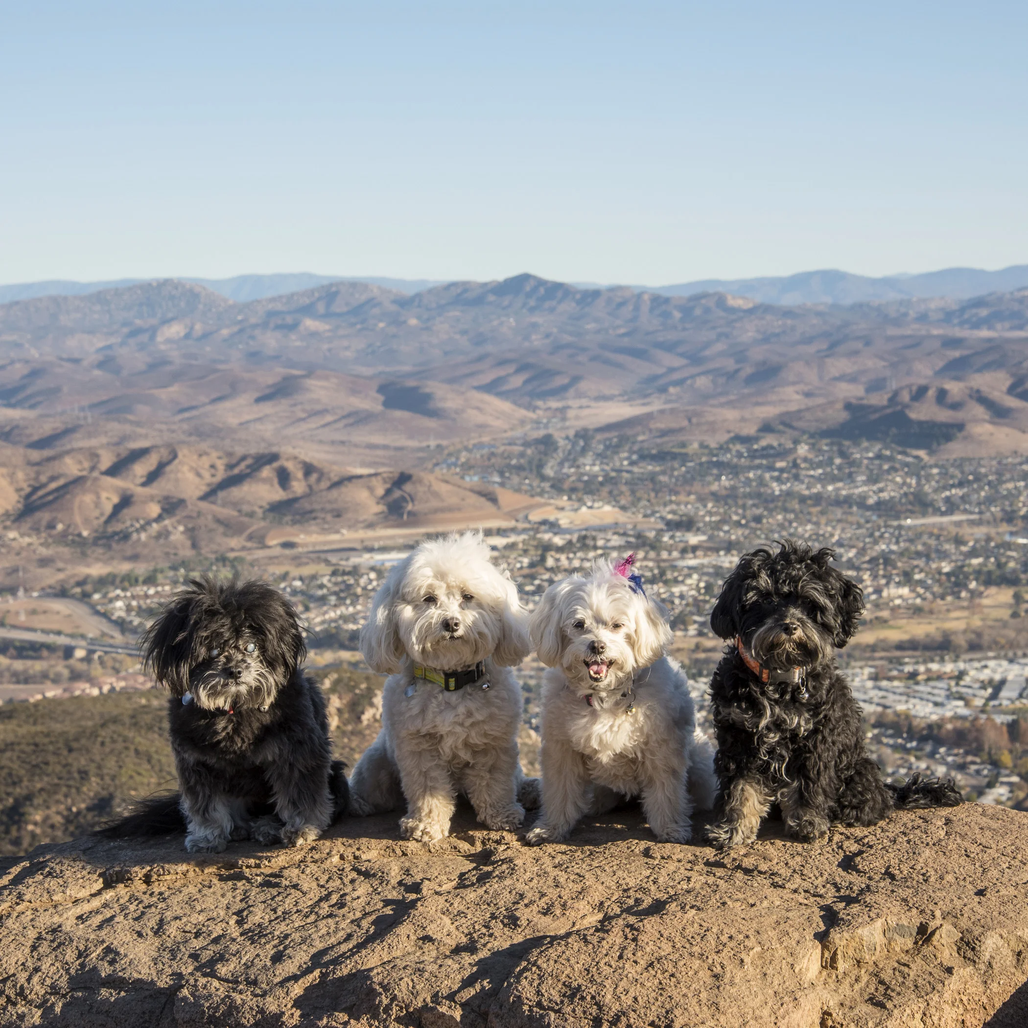  We conquered the mountain, now we have to go back down? 