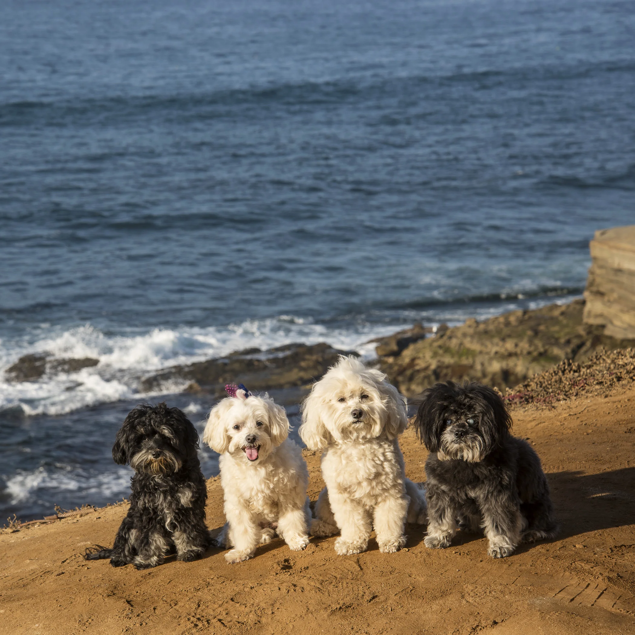  An afternoon in La Jolla enjoying the ocean, the sea lions and some gelato…perfection! 