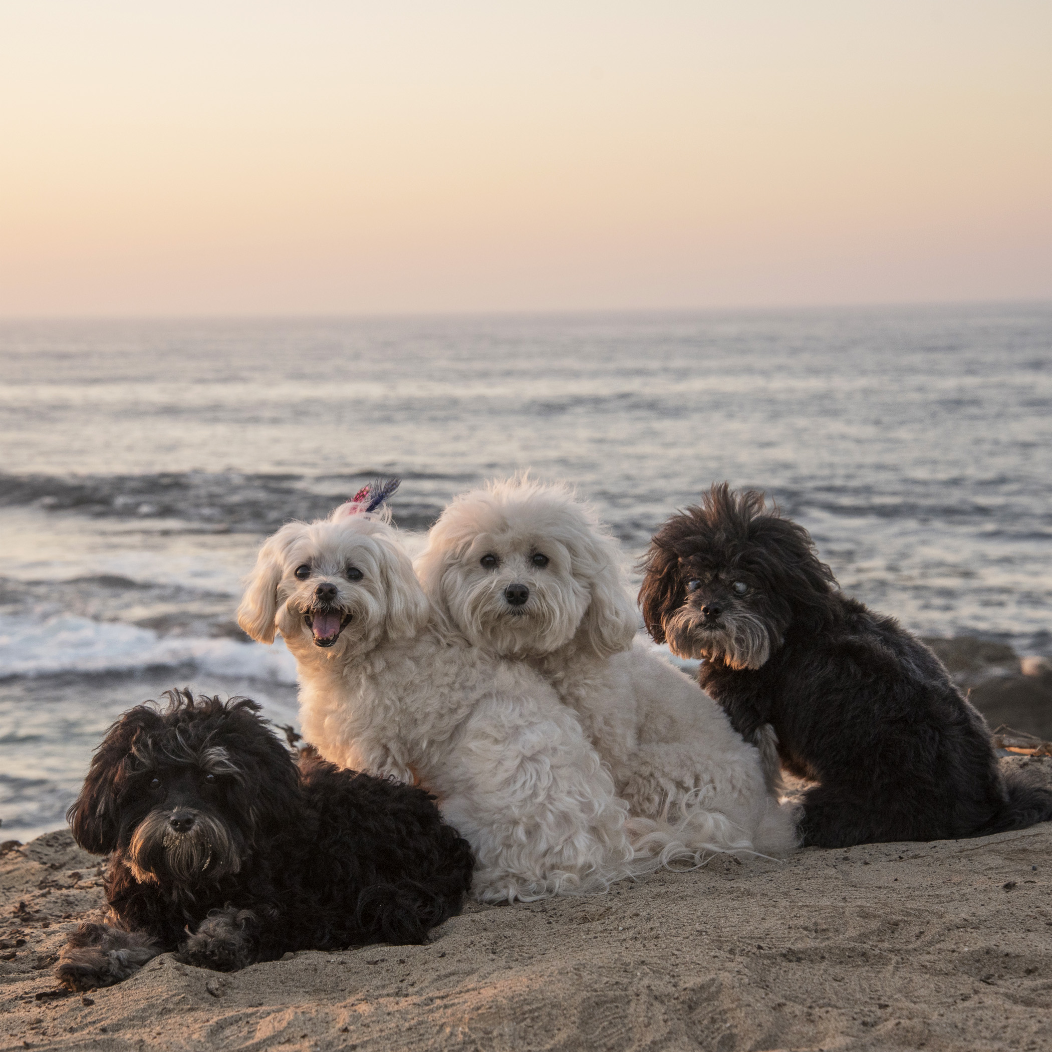  Another fabulous day comes to a beautiful end in La Jolla Cove. 