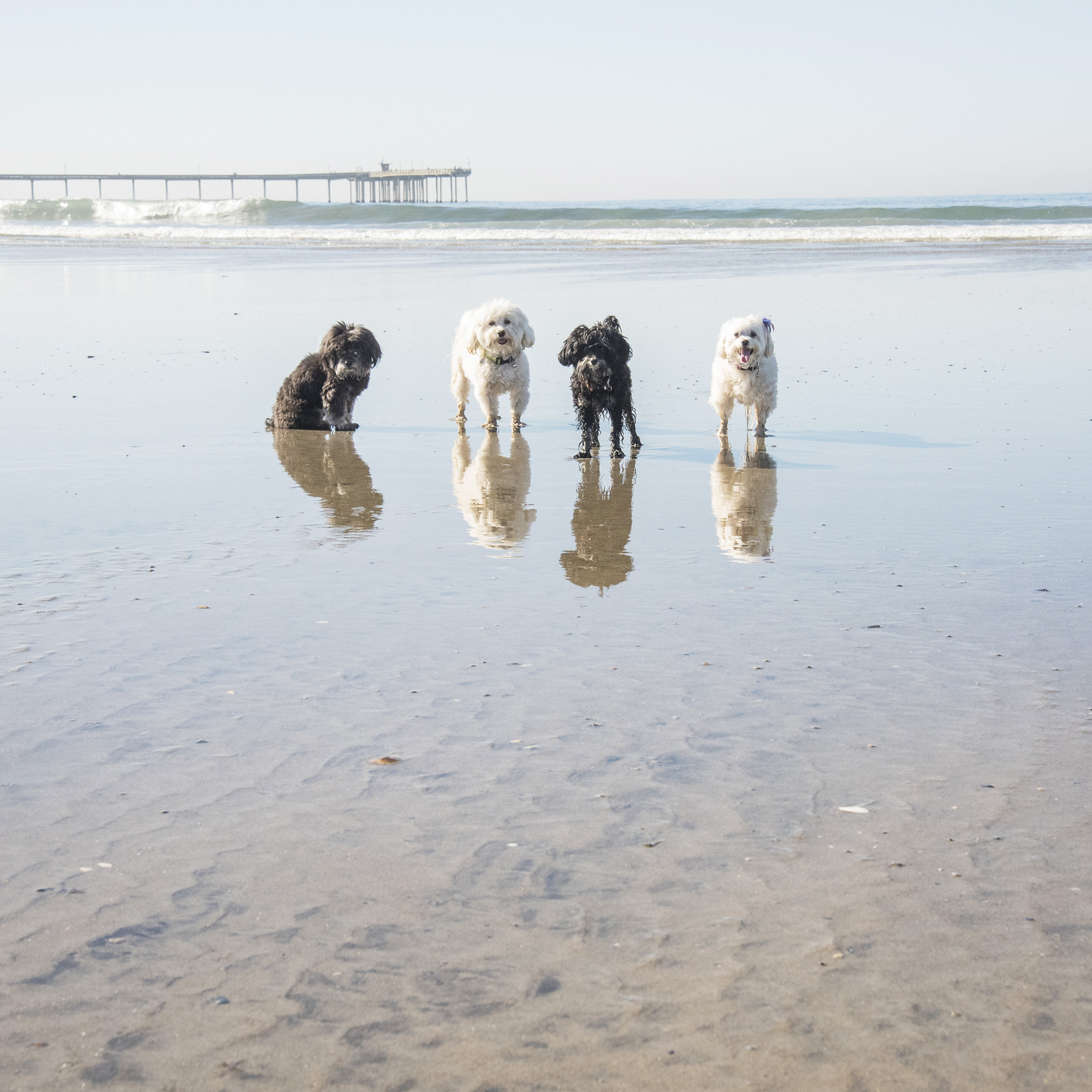  Of course, we had to spend another morning at the beach. If you’re going to drive all the way to the ocean, you should definitely spend as much time playing in the surf as possible! 