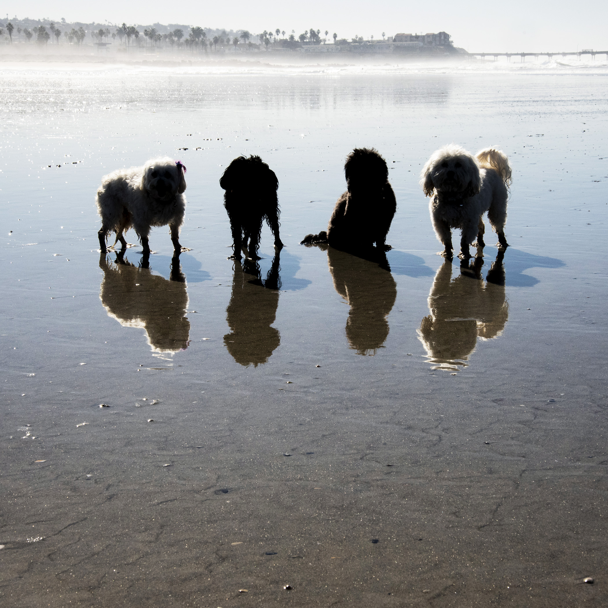  It’s really too bad the ocean and the desert can’t be right next to each other. We’ll miss you Ocean Beach Dog Beach! 
