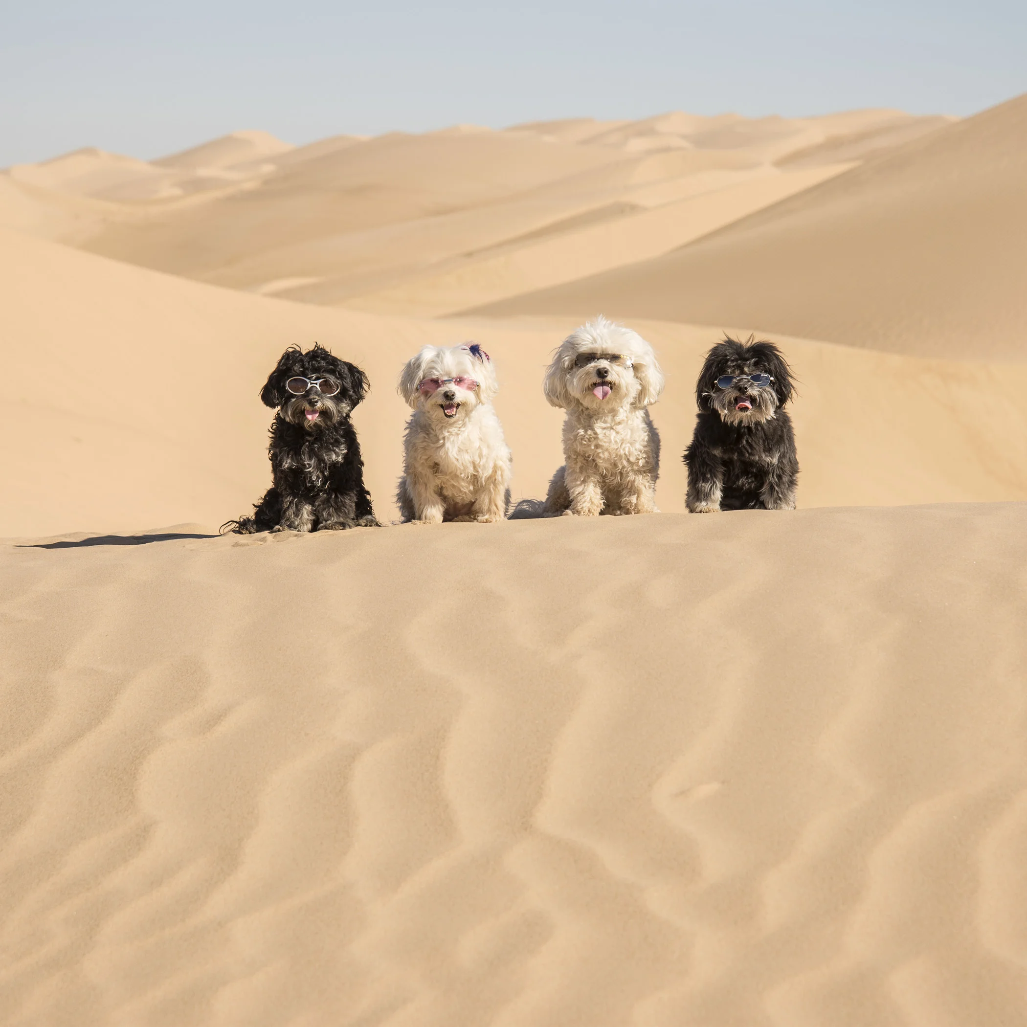  We had so much fun at the Sand Dunes on our way out, that we had to stop on our way back. 