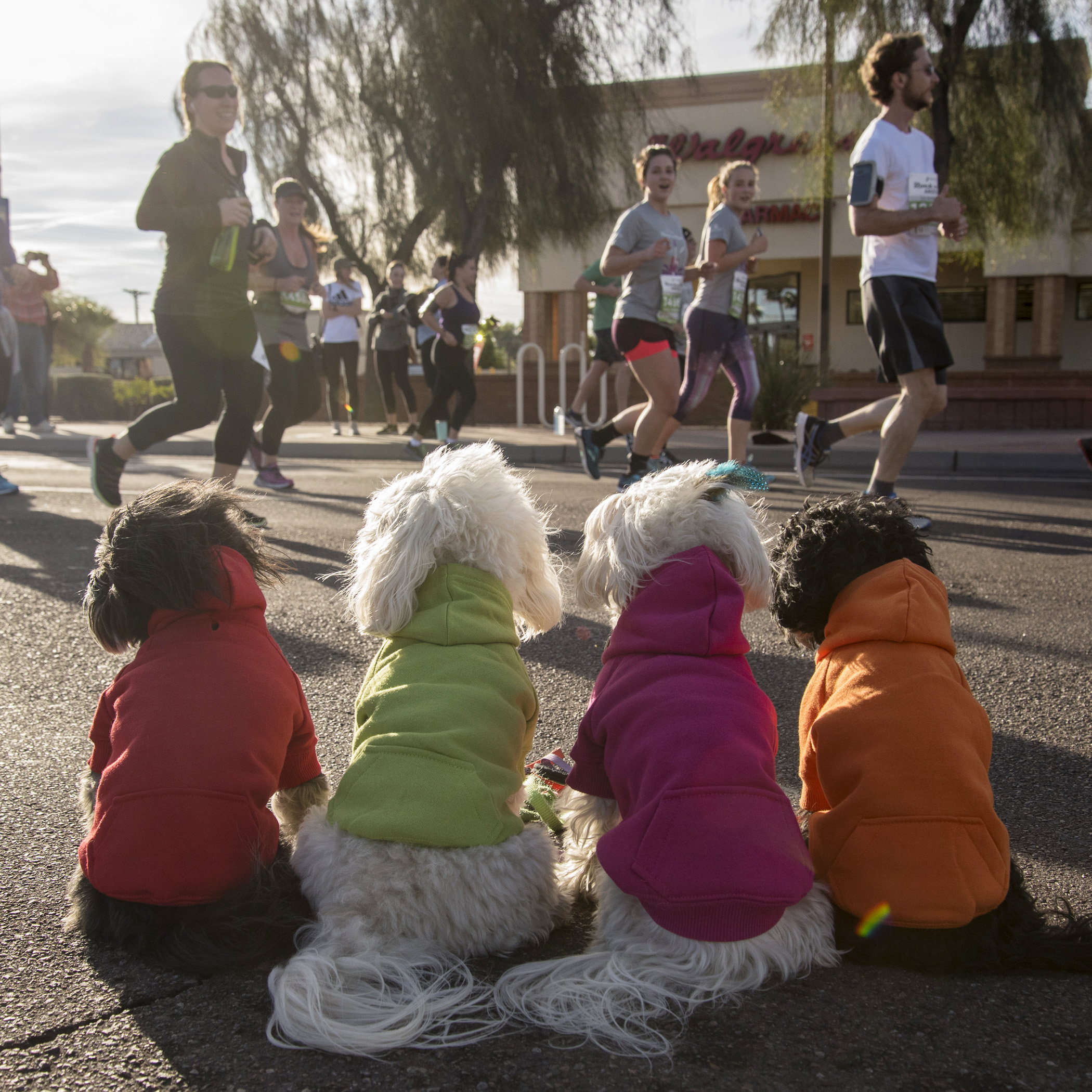  They came into town to run in the Arizona Rock N Roll Half Marathon. Of course, the best cheering squad ever had to get up nice and early to cheer them on! 