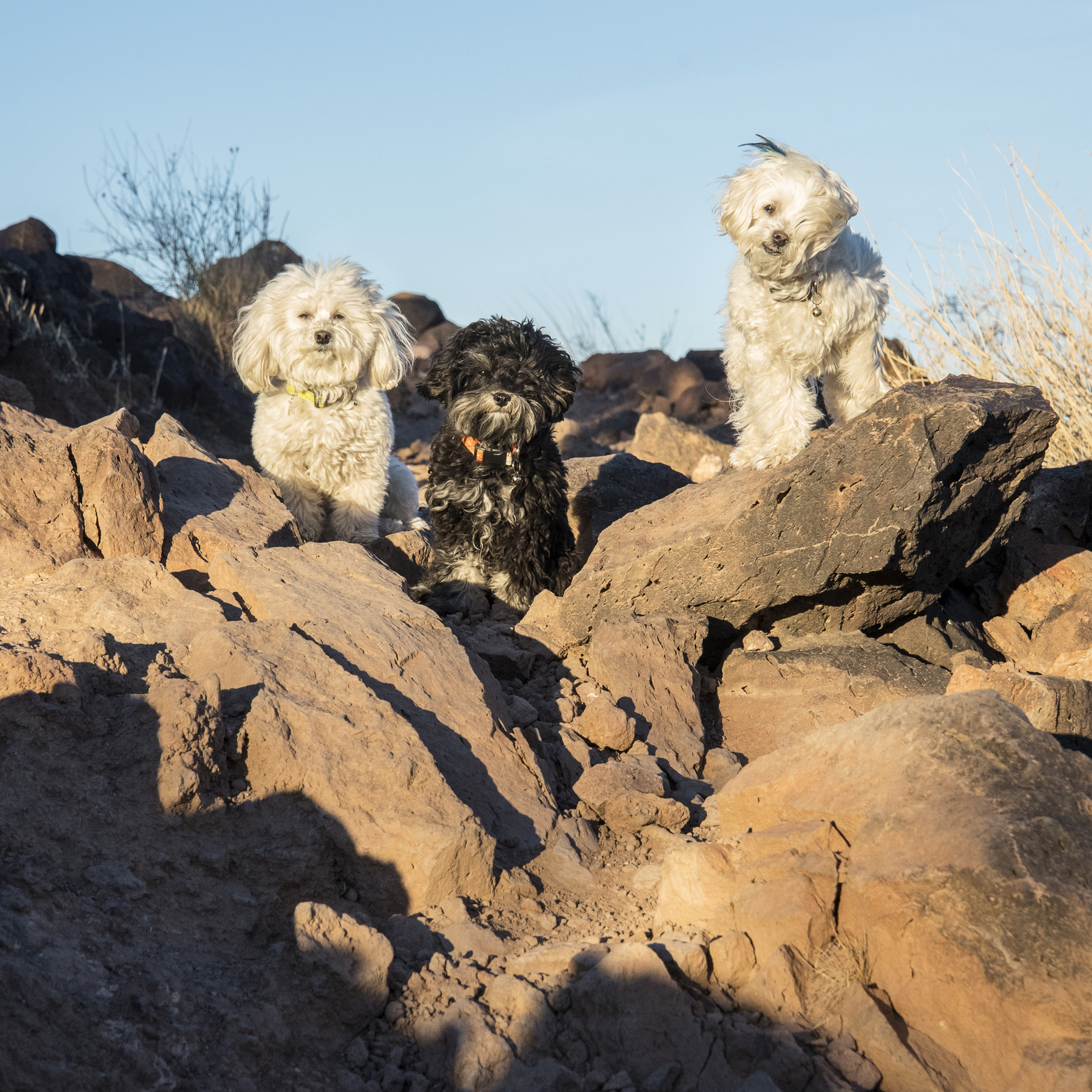  What’s the hold up? We have shorter legs than you guys. How come it takes you so much longer to get up the mountain? 