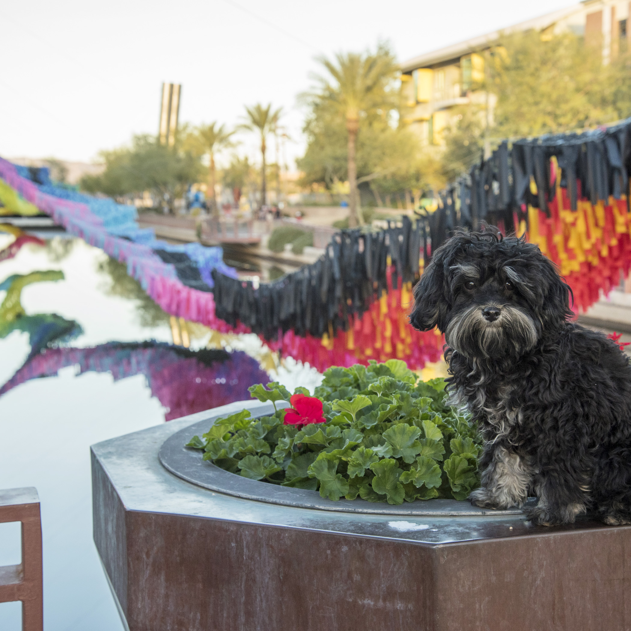  We found more art!&nbsp; Reflection Rising &nbsp;at the  Scottsdale Waterfront . 