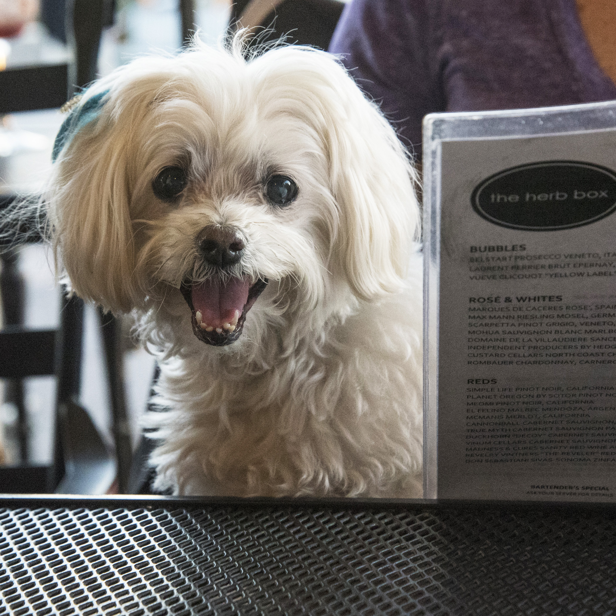  And, we finished up the day with dinner at The Herb Box. Hey, Mom, there are so many yummy sounding items on the menu, can I get one of each? 