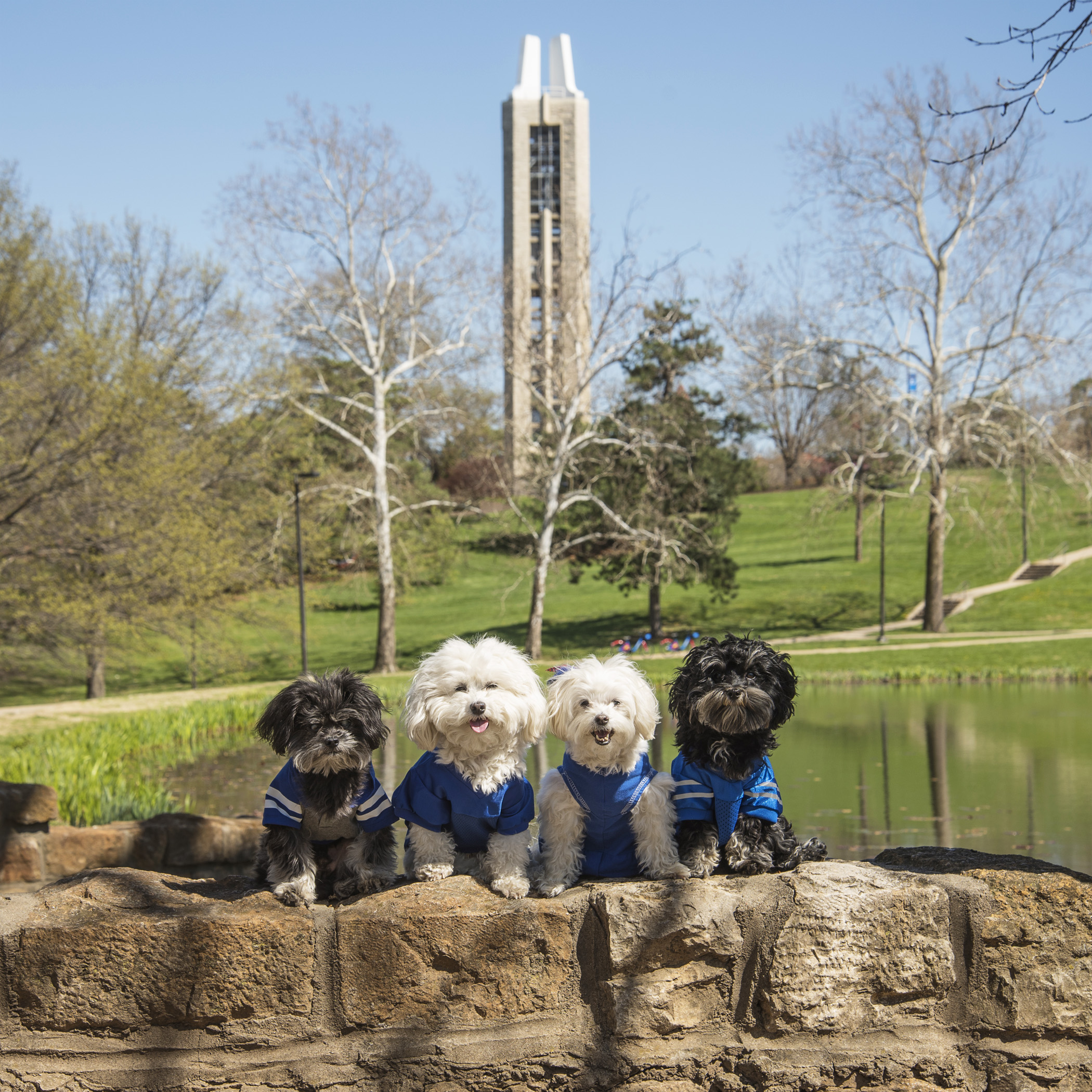  The iconic Campanile sits next to Potter Lake. Mommy &amp; Daddy walked through the Campanile as part of their graduation ceremony. There’s a legend that if you walk through the Campanile before commencement day you won’t graduate! 