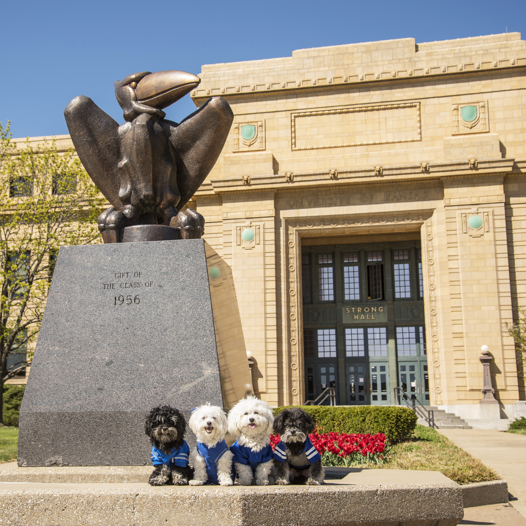  It seemed appropriate for us to pose next to Strong Hall! We’re the strongest little fluffies we know…and we’re a lot cuter than that old version of the Jayhawk! 