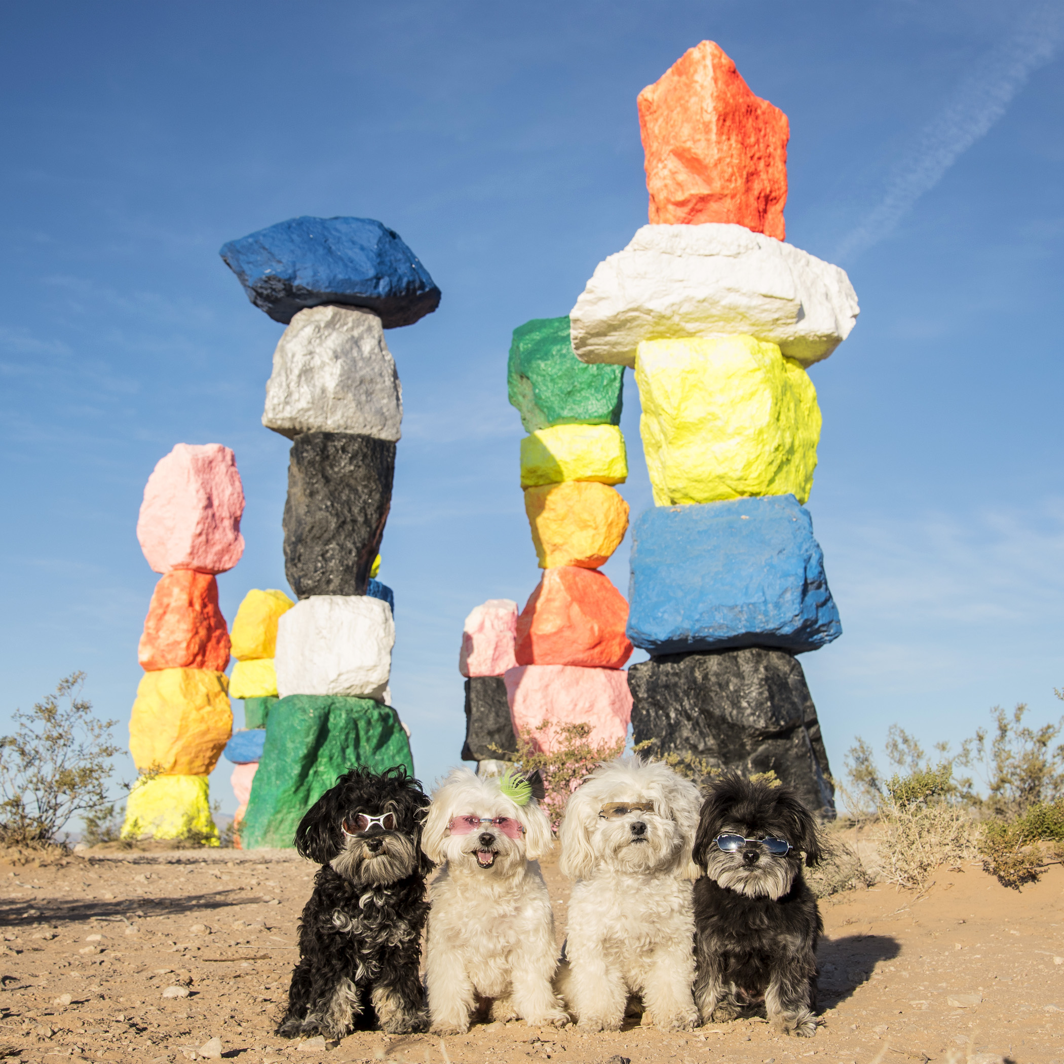  A splash of color in the middle of the desert… #SevenMagicMountains ! 