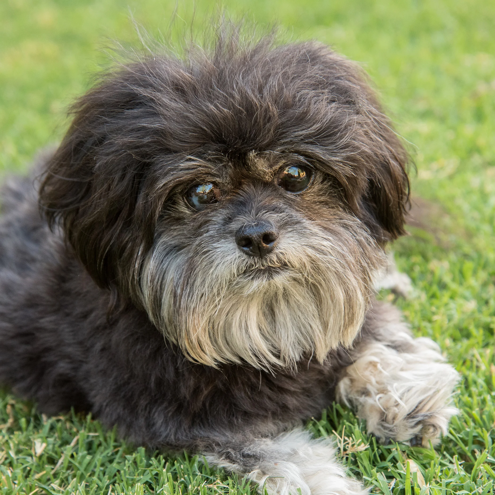 #SpeciallyAbledPetsDay