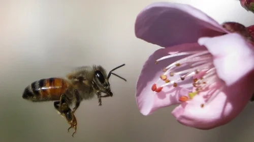 bee.jpg