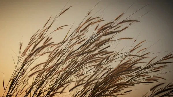 Reeds.jpg