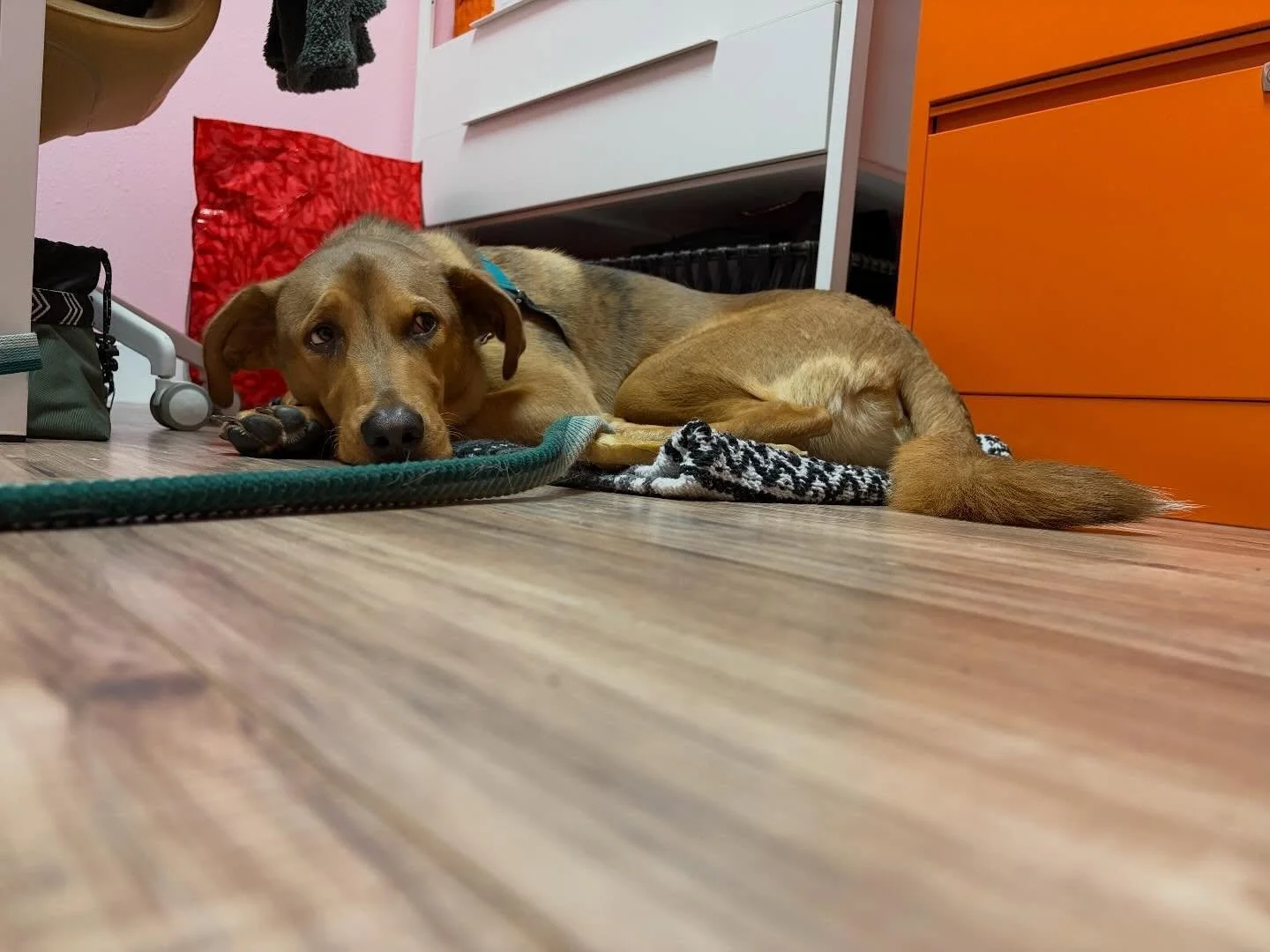 Bring your Laptop to work day! 🐕