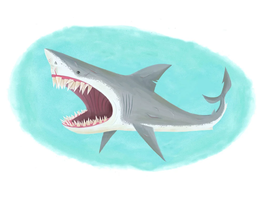 shark.jpg