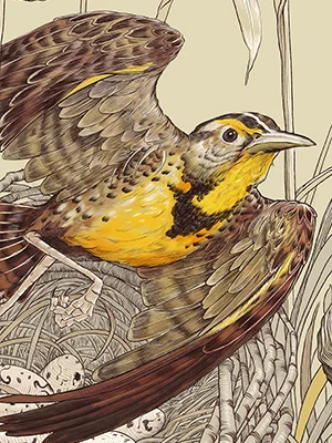 Meadowlark_Thmb.jpg