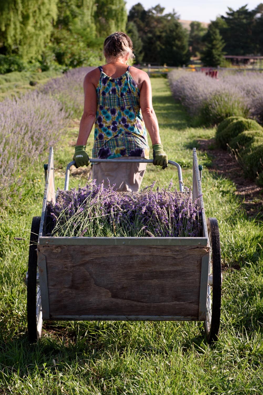 Red Chair Lavender_Boise Photographer-5.jpg