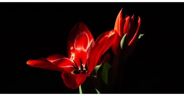 Stay at home...... Flowers from my yard..... Light from the window.... #boisephotographer
