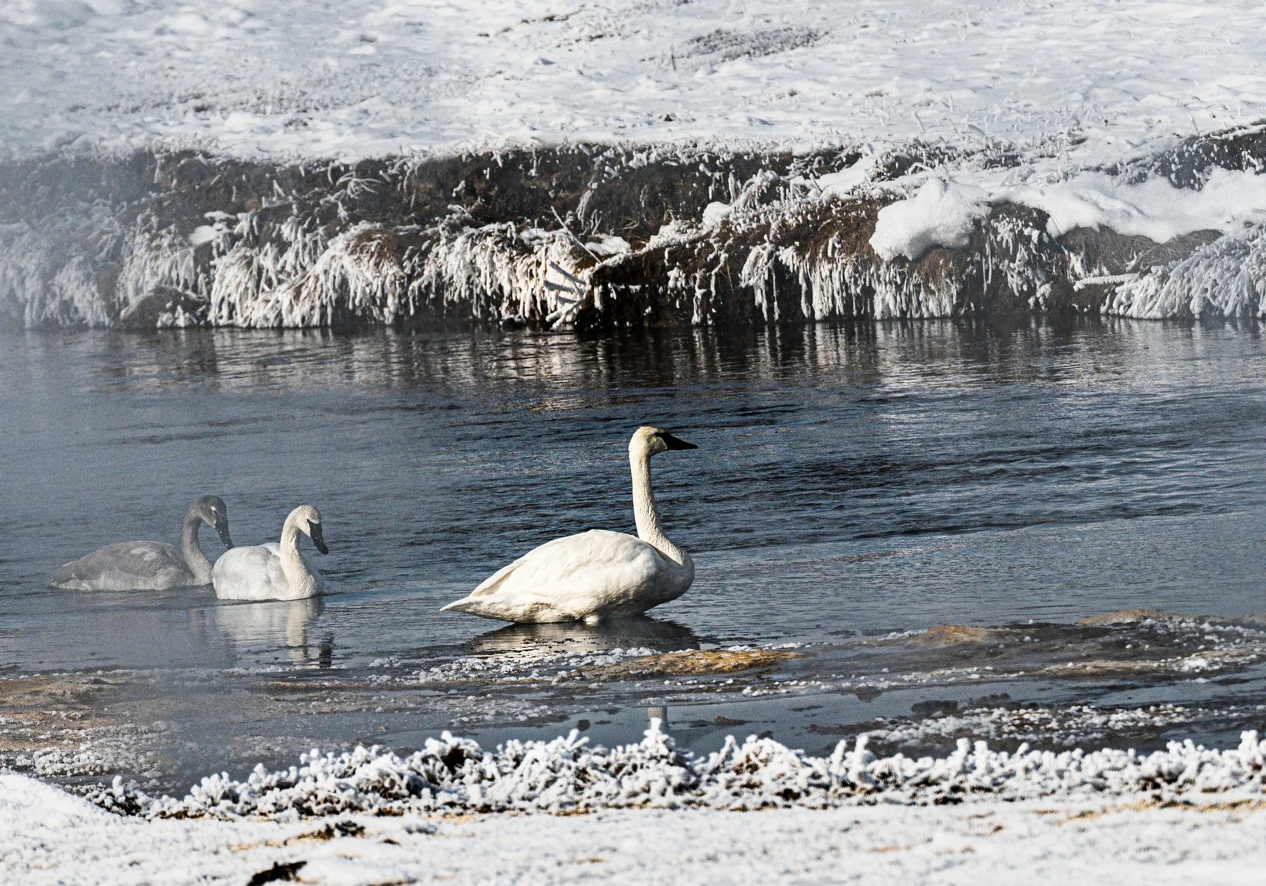 DSC_1590-Enhanced.jpg