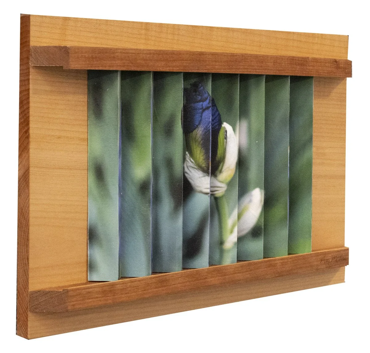 When It's Iris Time-1.jpg