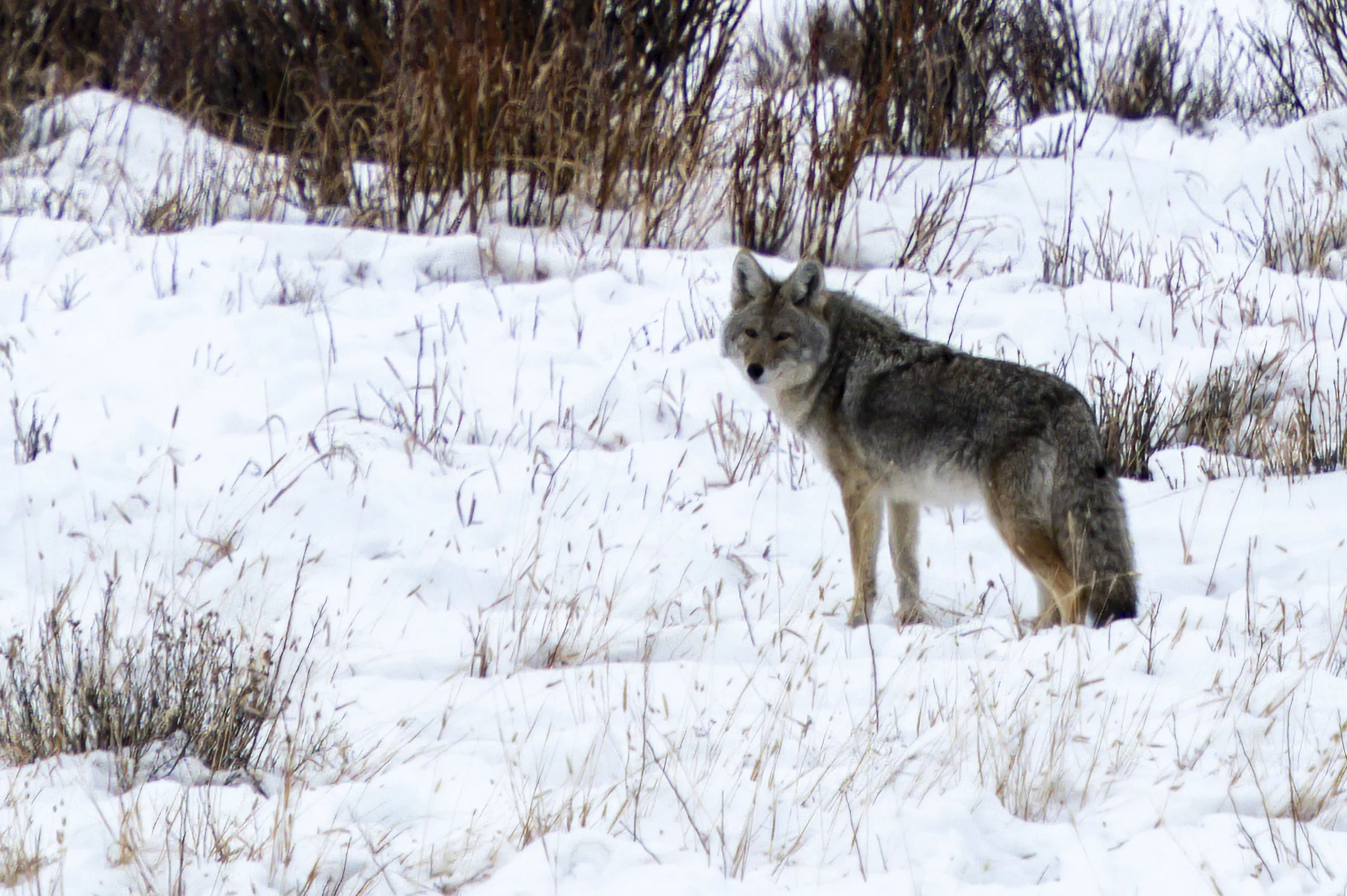 Yellowstone In Winter