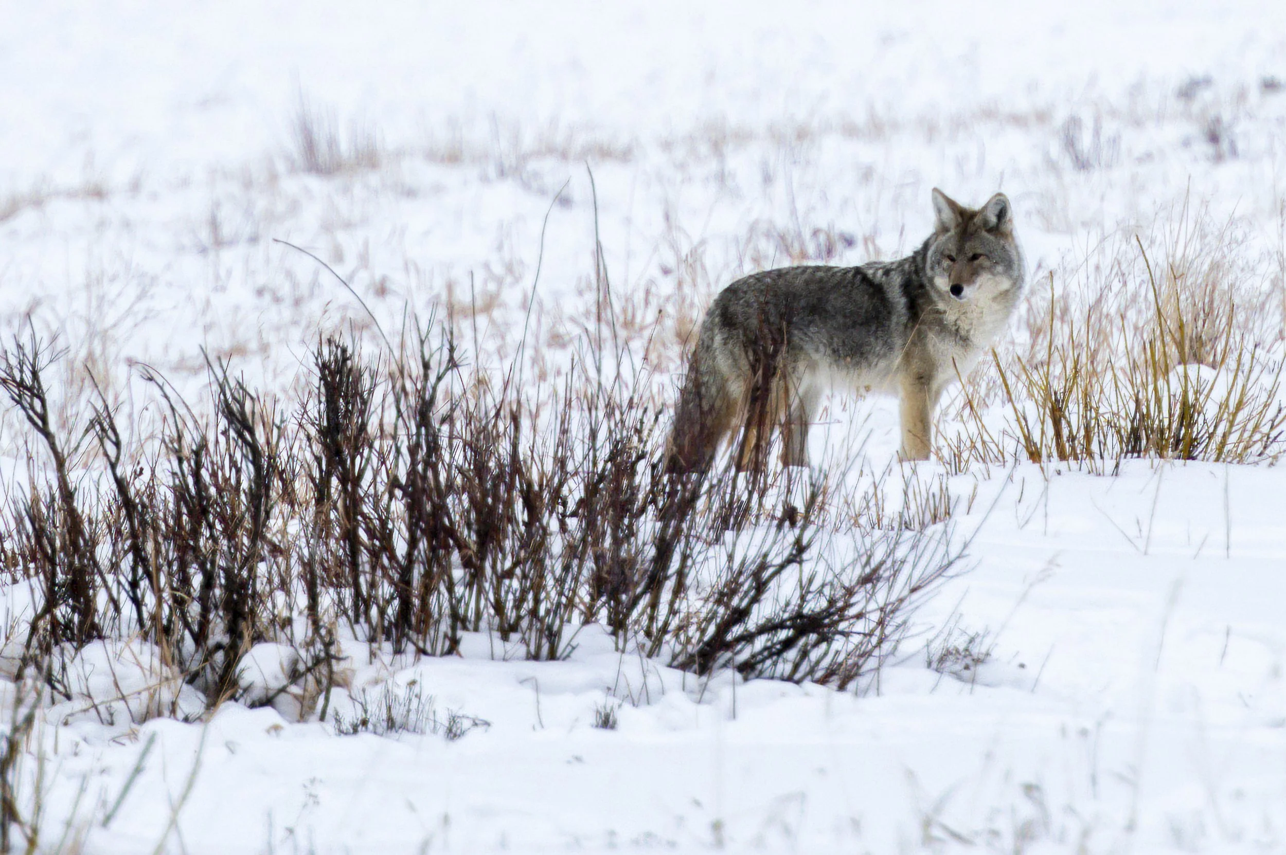 DSC_0854-Enhanced.jpg