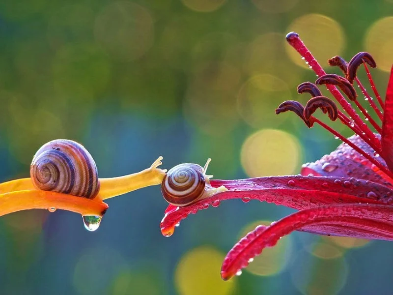 snail-macros-8.jpg