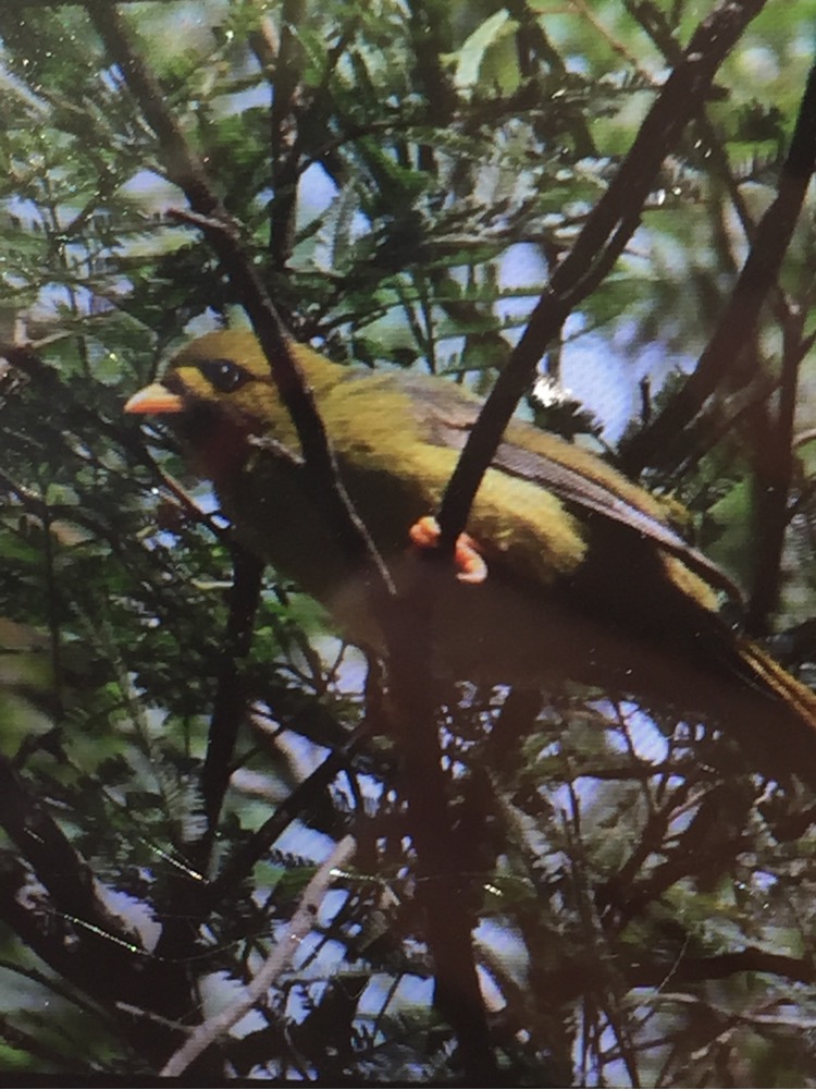 A Bell Miner (Manorina melanophrys). Image credit: GQ player - Corinne