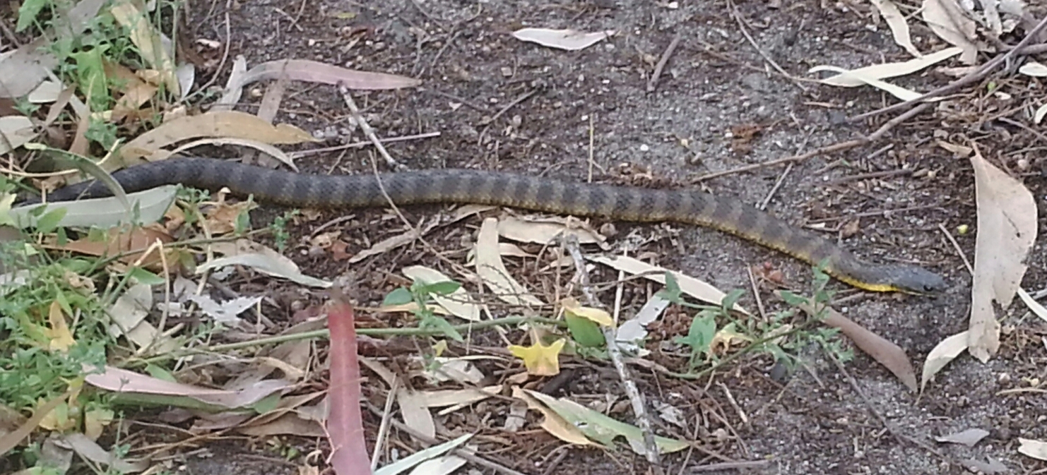 One of the most venomous snakes in the world - a Tiger Snake (Notechis scutatus). Andrew's sighting earned him 433 gold. Image credit: Andrew McConville.