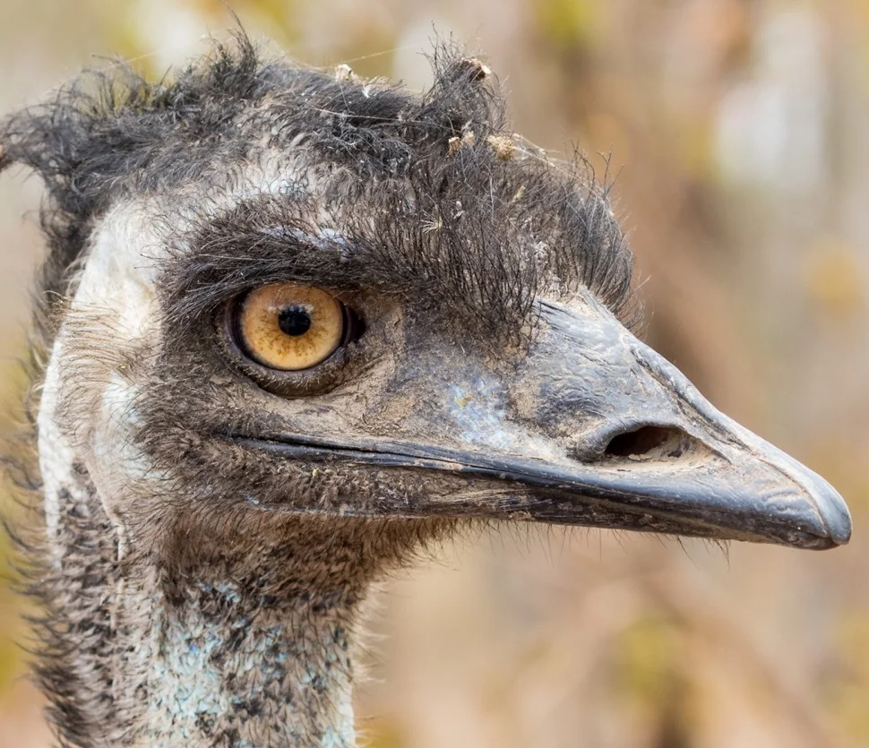 Like Father, Like Son