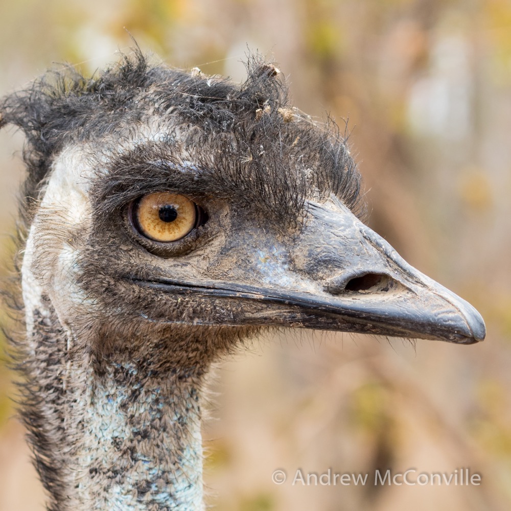 "Are you looking at me?" An Emu (Dromaius novaehollandiae). Image credit: Andrew McConville.