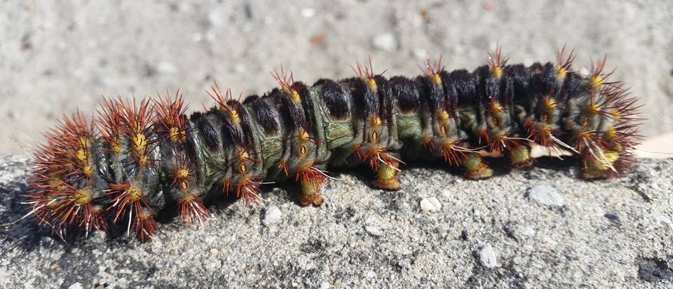 Caterpillar of the White Stemmed Gum Moth (Chelepteryx collesi). Image credit: QG Player - Savage