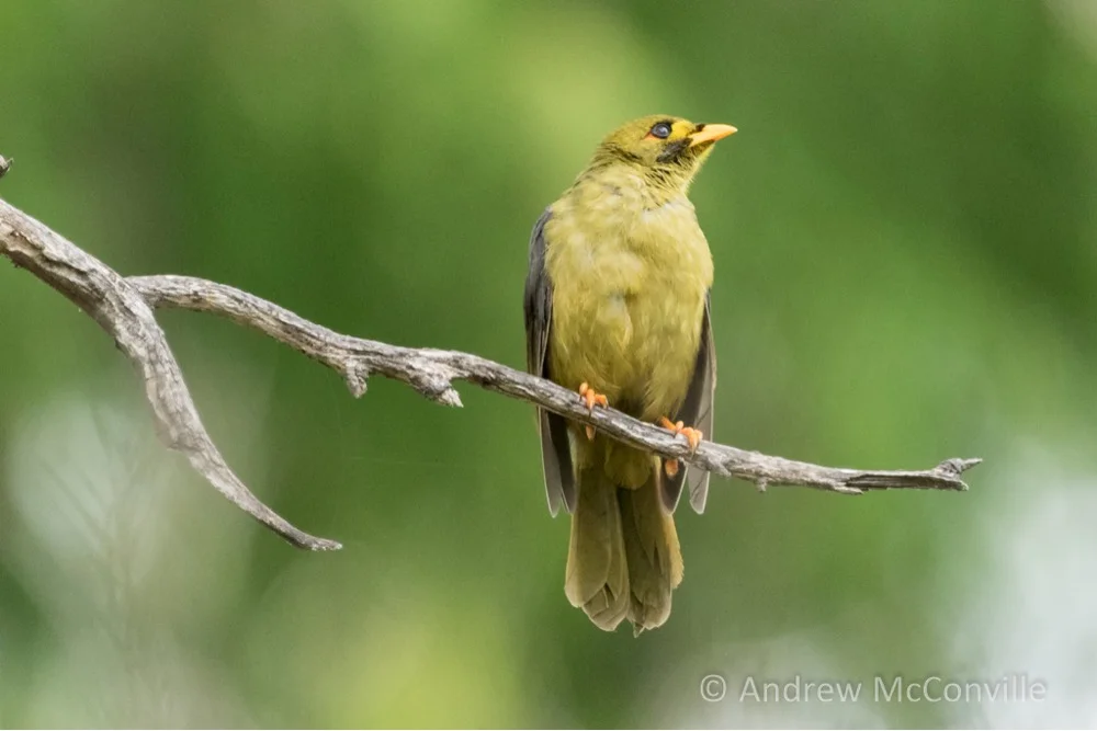 Bell Miners Raise a Major Alarm Bell