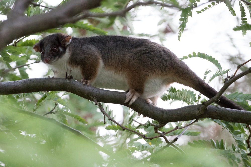 4. Ring Tailed Possum (Pseudocheirus peregrinus)