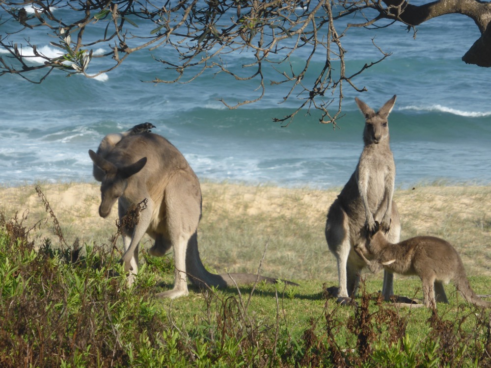 2. Eastern Grey Kangaroo (Macropus giganteus)