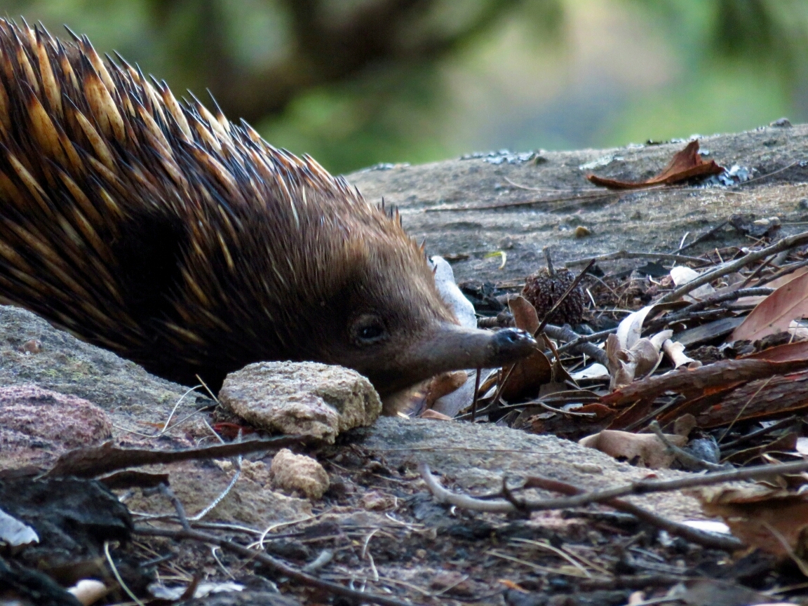 5. Short beaked Echidna (Tachyglossus aculeatus)