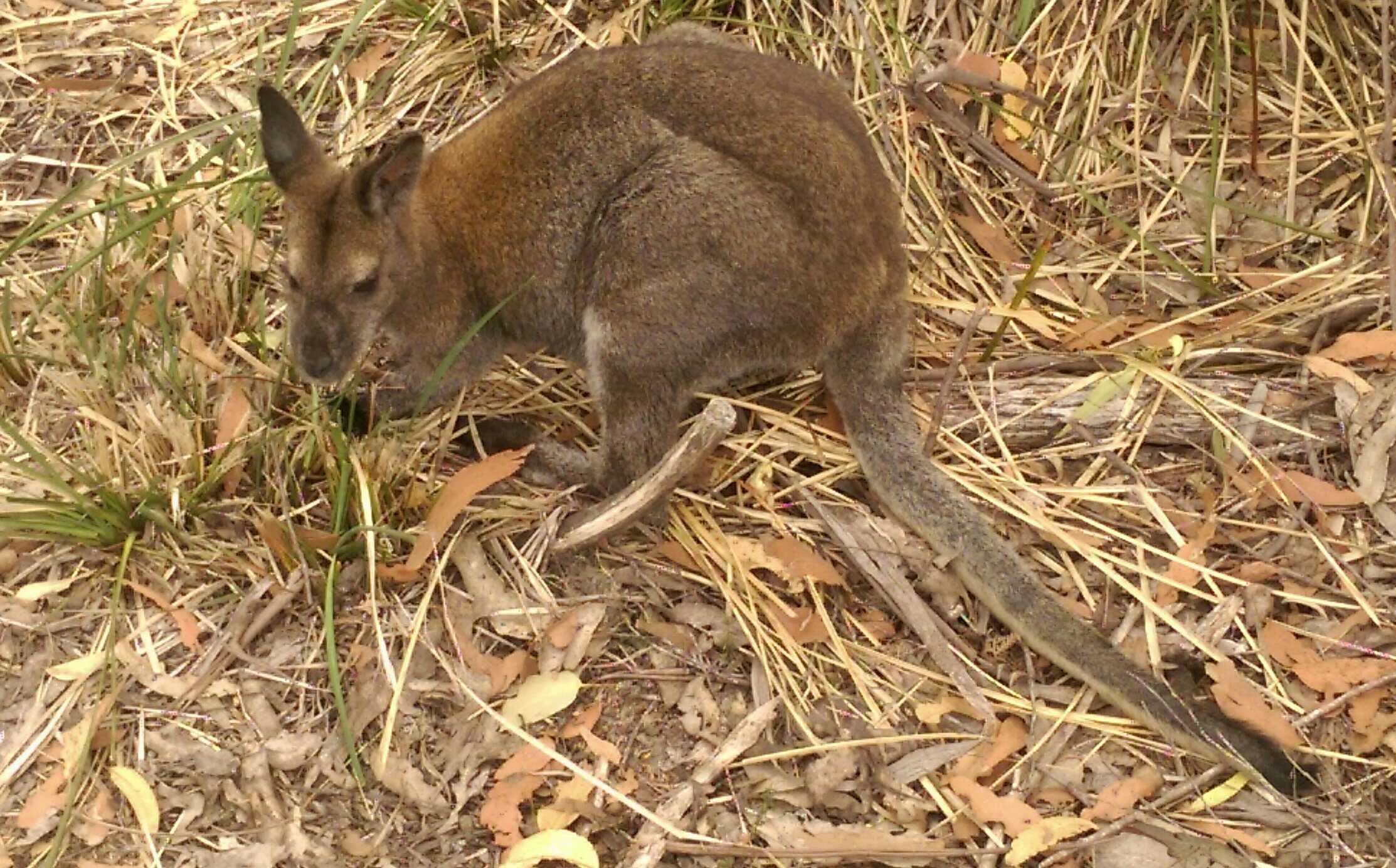 9. Red-necked Wallaby (Macropus rufogriseus)