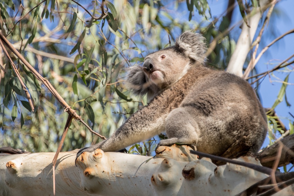 7. Koala (Phascolarctos cinereus)