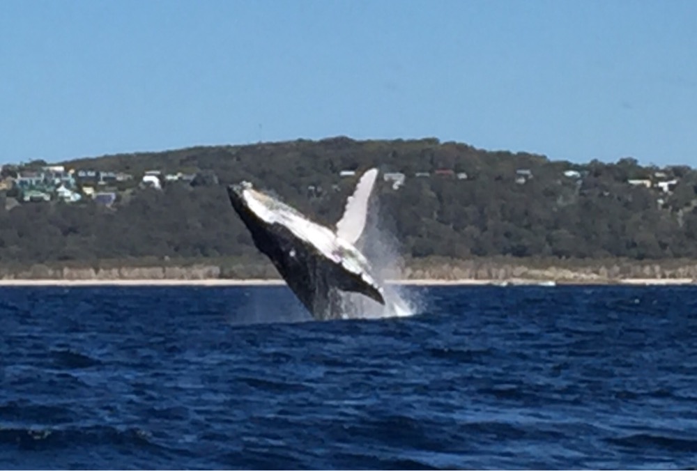 10. Humpback Whale (Megaptera novaeangliae)