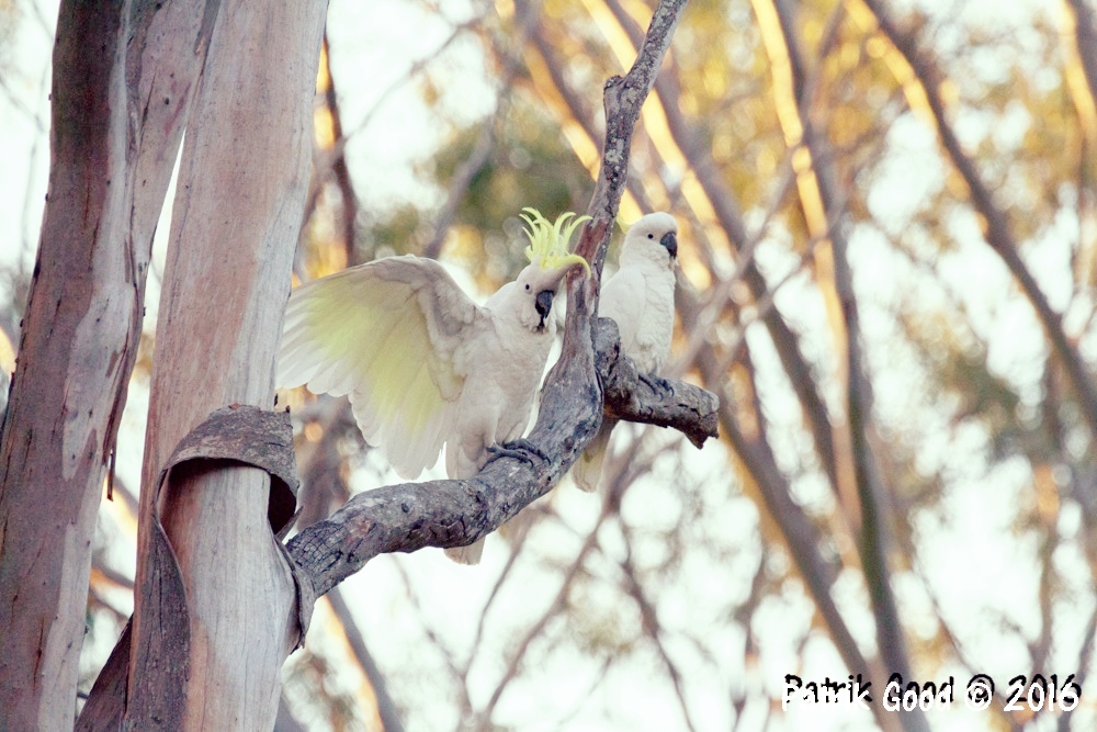 2. Sulphur Crested Cockatoo (Cacatua galerita)