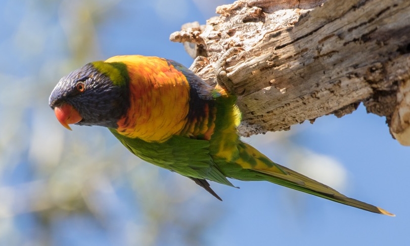 6. Rainbow Lorikeet (Trichoglossus haematodus)