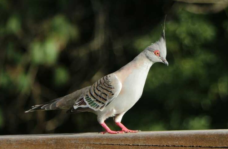 8. Crested Pigeon (Ocyphaps lophotes)