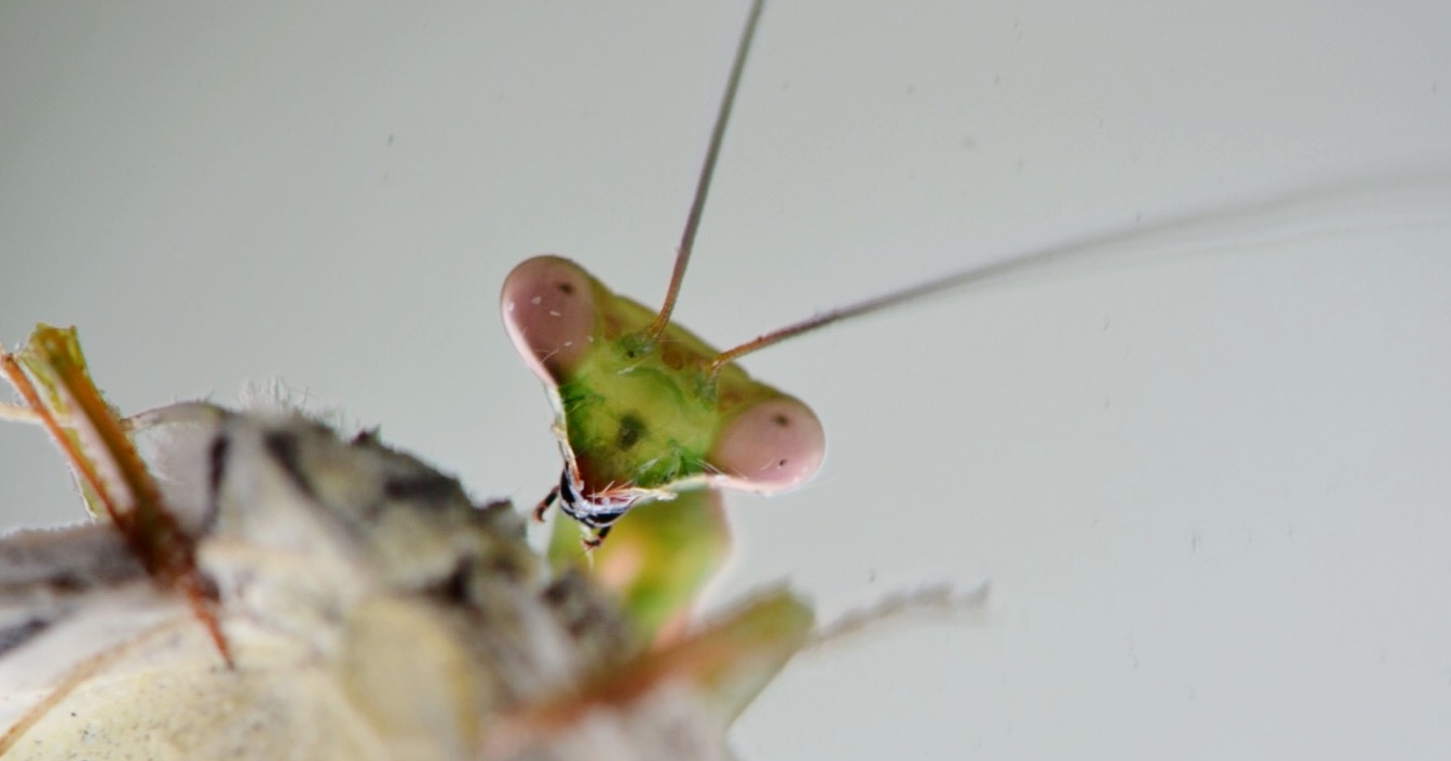 = 10. Praying Mantises (family Mantidae)
